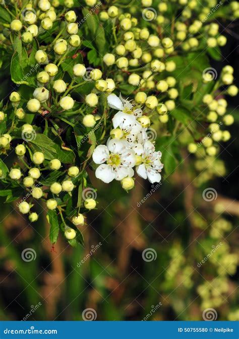 Hawthorn Flowers Stock Photo Image Of Flowering Eastern 50755580