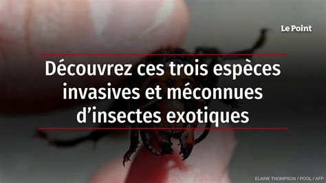 Découvrez ces trois espèces invasives et méconnues dinsectes exotiques