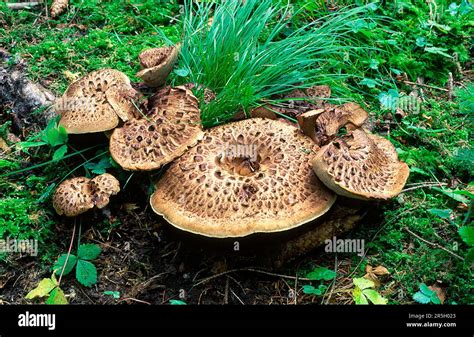 Shingled Hedgehog Sarcodon Imbricatus Or Roe Deer Mushroom Stock