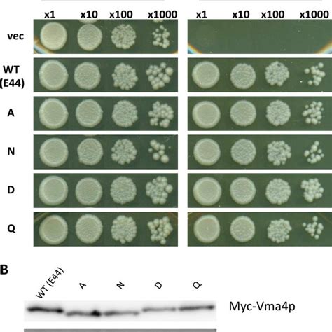 Localization Of C GFP In Yeast Cells Expressing V ATPases With