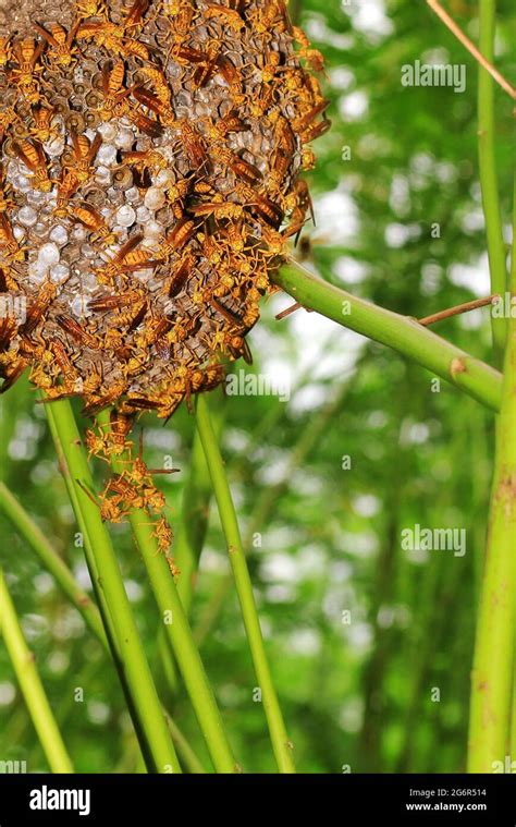 Close up hornet with nest. Wasps in the nest. A hornet's nest that is widely distributed ...