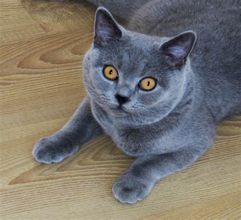 British shorthair blue cat « Blog Archive « Z Photo Blog