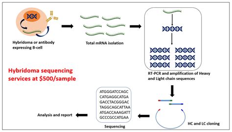 Antibody Hybridoma Sequencing Service