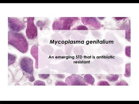 What Is Mycoplasma Genitalium YouTube