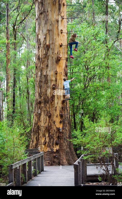 Gloucester Tree in the Gloucester National Park. Pemberton, Western ...