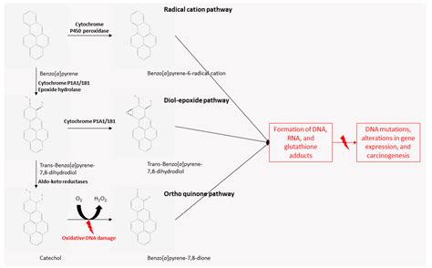 Ijms Free Full Text Polycyclic Aromatic Hydrocarbons In Foods Biological Effects