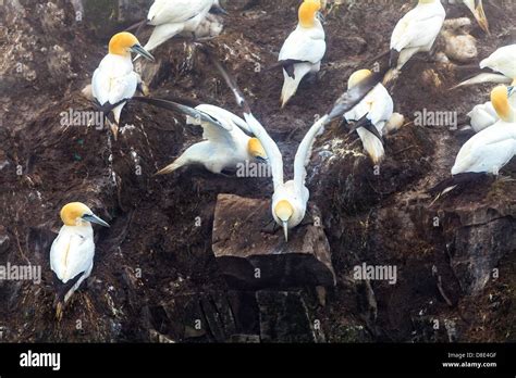 Northern Gannet Sanctuary Hi Res Stock Photography And Images Alamy