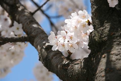 Free Images Nature Branch Wood Food Produce Flora Season