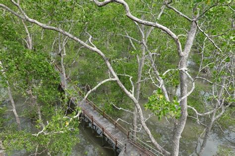 YKAN Dukung Pelestarian Mangrove Di Berau ANTARA News