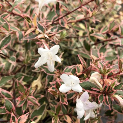 Abelia X Grandiflora Nana Suntastic™ Abelia Garden Center Marketing