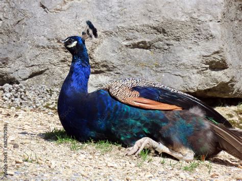 Indian Peafowl Pavo Cristatus Common Peafowl Blue Peafowl Der