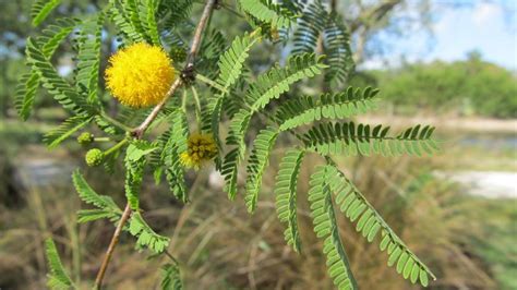 Native Florida Plant Sweet Acacia