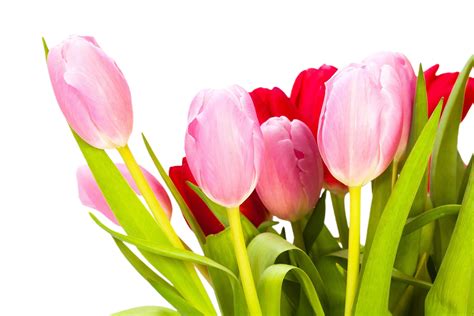Tulip flower png transparent background 29711377 PNG