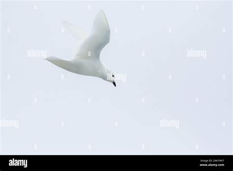 Snow Petrel flying, Antarctica Stock Photo - Alamy