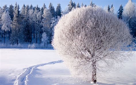 Winter Full HD Wallpaper and Background | 1920x1205 | ID:306252