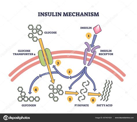 Explicación Del Mecanismo Insulina Con Diagrama Los Pasos Del Proceso Vector De Stock 657401624