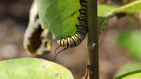 Monarch Caterpillar Eating A Common Milkweed Leaf Stock Footage Video