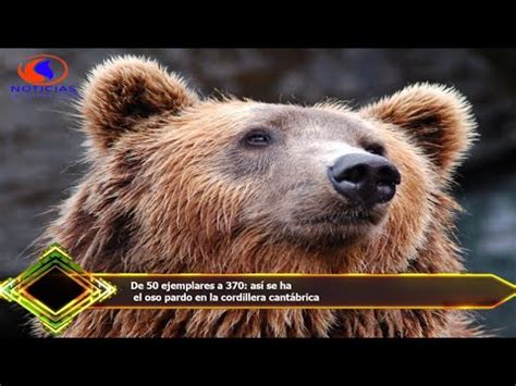 De Ejemplares A As Se Ha El Oso Pardo En La Cordillera