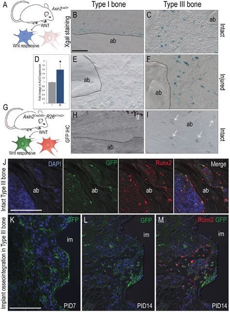 The Wnt Responsive Status Of A Bone Correlates With The Bone Forming