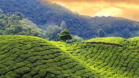 Darjeeling Jardines De Té Con Vistas Al Kanchenjunga