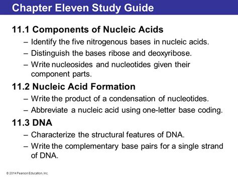 Chapter 11 Nucleic Acids—big Molecules With A Big Role Ppt Video