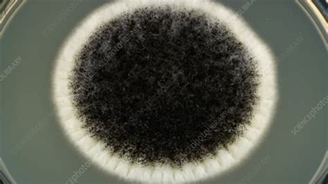 Aspergillus Carbonarius Mould Growth Stock Video Clip K005 3678