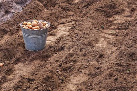 Plantando Batatas Na Primavera Foto De Stock Imagem De Verde