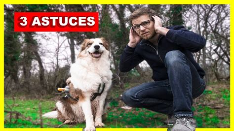 Chien qui aboie 3 solutions pour l empêcher d aboyer YouTube