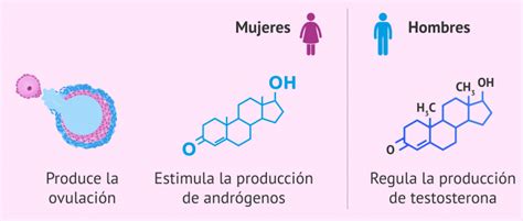 Gonadotropinas Qu Son Y Cu Les Son Sus Funciones