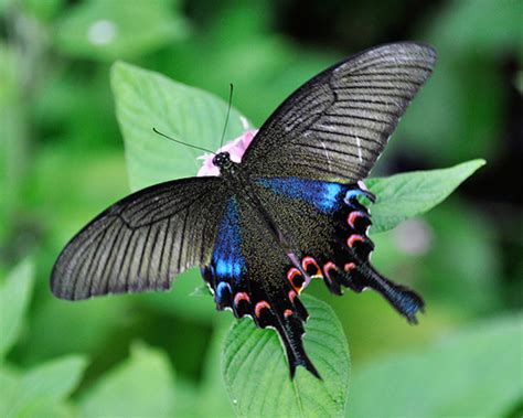Borboleta Mais Linda Do Mundo - As 18 borboletas mais lindas e exóticas do mundo | Portal Animal