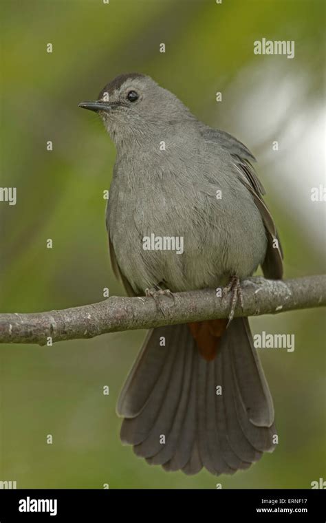 Gray Catbird Dumetella Carolinensis Also Spelled Grey Catbird New