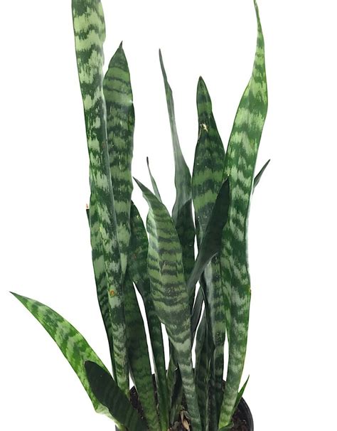 Sansevieria 'Black Coral' - The Garden Corner