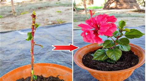 Easy To Grow Hibiscus From Cuttings How To Grow Hibiscus Cuttings