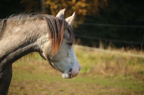 Pferd Schimmel Vollblutaraber Kostenloses Foto Auf Pixabay Pixabay