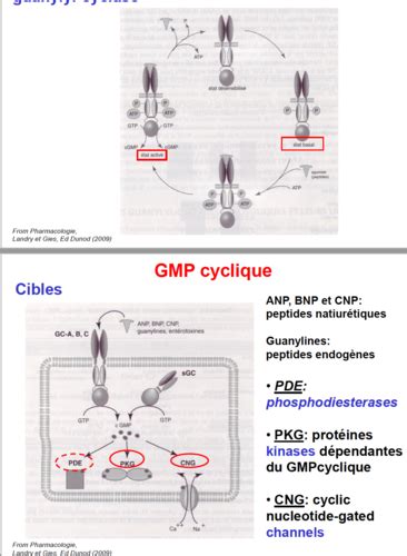 Chapitre Les R Cepteurs Activit Guanylate Cyclase Cytosolique La