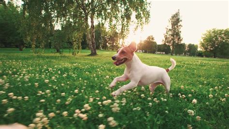 Cute Puppy Dog Slow Motion Running Across Grass. Shot Over Cranked On RED Digital Cinema Camera ...