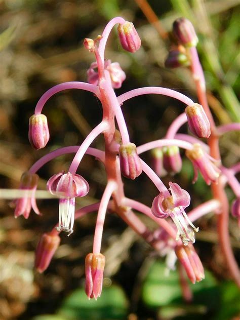 Fynbos African Hyacinth From Greyton Nature Reserve South Africa