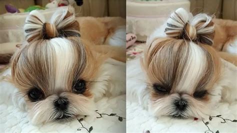 Understanding Your Shih Tzu Puppy's Behavior and Development