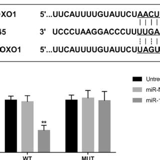 Foxo Serves As A Target Gene Of Mir A The Complementary Sequence