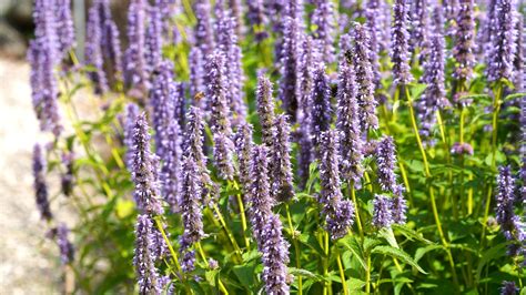 How To Develop And Care For Agastache Foeniculum Batang Tabon