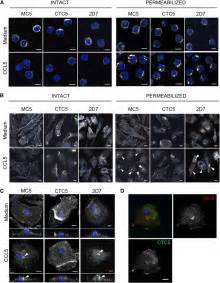 Distribution And CCL5 Mediated Internalization Of CCR5 On Human Blood