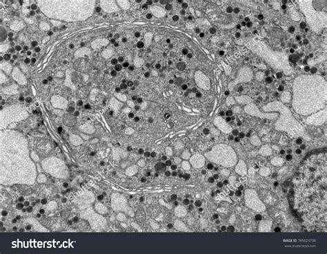 Golgi Apparatus Over 89 Royalty Free Licensable Stock Photos