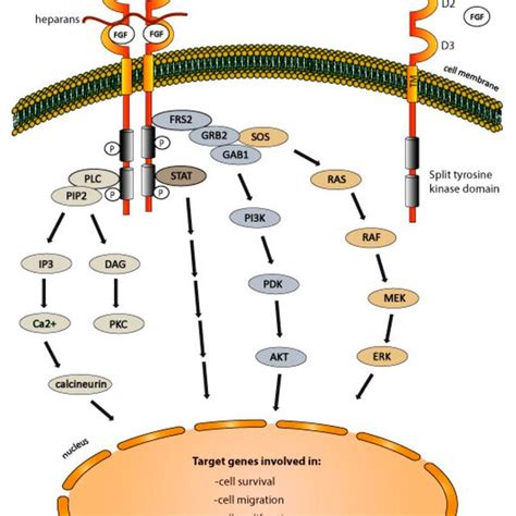 Fibroblast Growth Factor Receptors Fgfrs Dependent Signaling