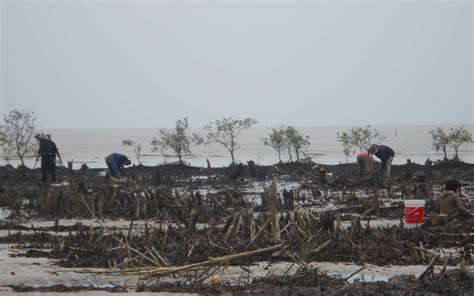 Mencari Solusi Selamatkan Pulau Bengkalis Dari Abrasi Mongabay Co Id