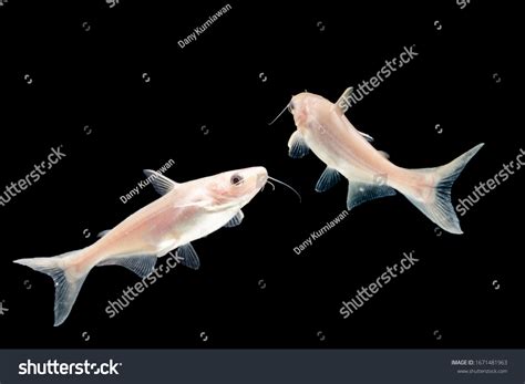 Albino Catfish Pangasius Hypophthalmus On Black Stock Photo