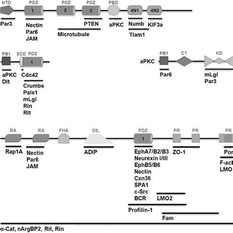 Schematic Representation Of Par Apkc And Afadin With Associated