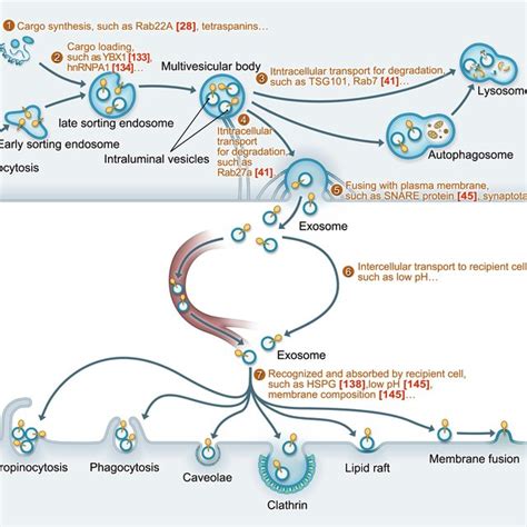 The Heterogeneities Of Exosomes And Their Biofunction In The Hypoxic