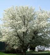 Flowering White Blossoming Tree Photograph By Marsha Heiken Fine Art