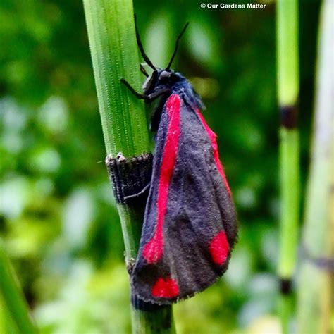 Cinnabar Moth Our Gardens Matter