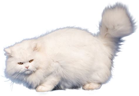 Persian Cat | PNG All